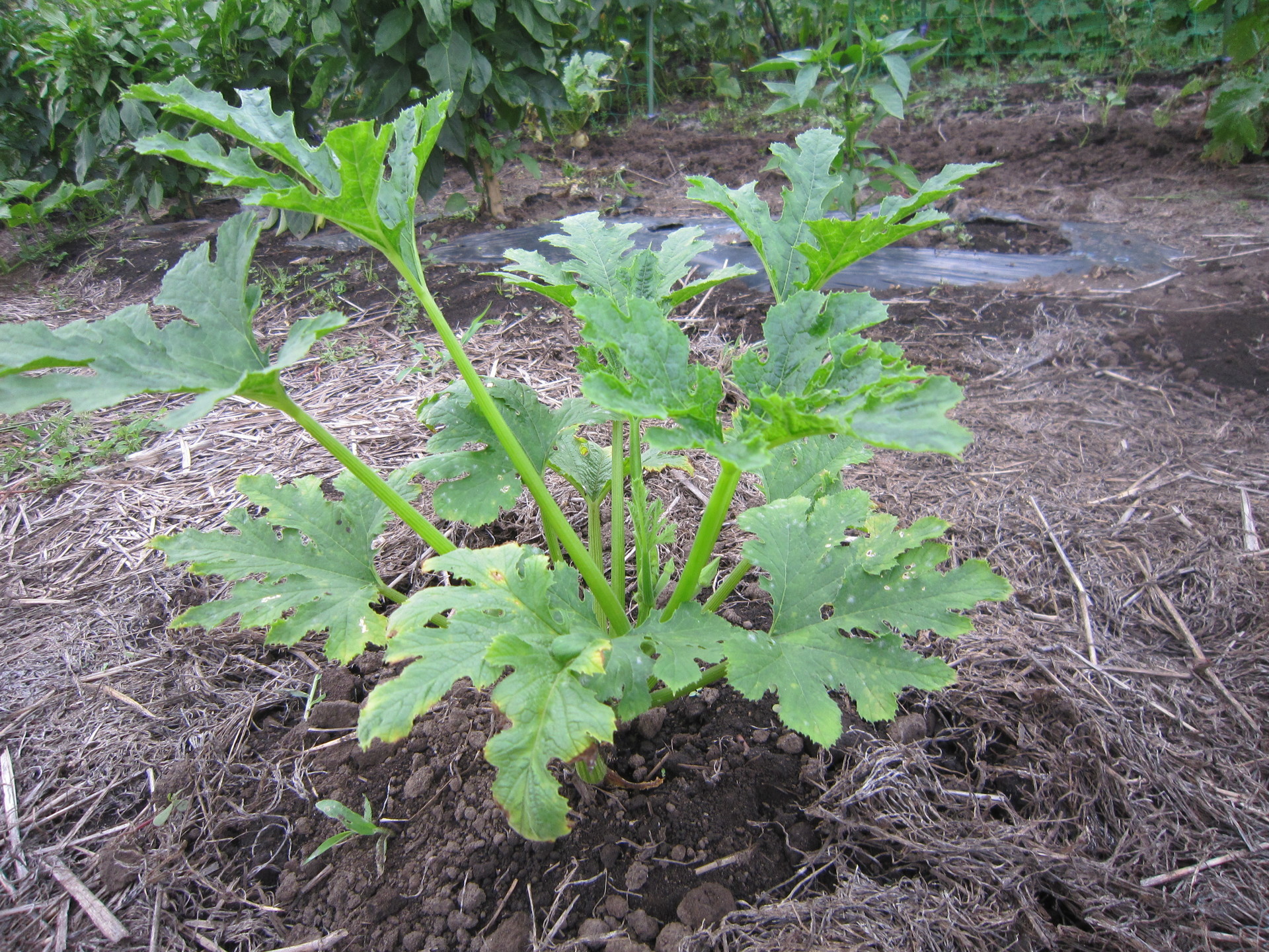 野菜の挿し木 きえさんのターシャ的生活